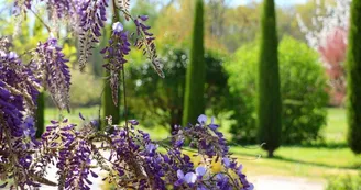 Domaine des Doucins - Eucalyptus