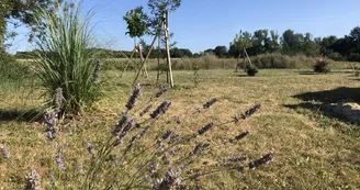 Logis du Cep - Mimosa