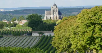 Circuit VTT des distilleries N18 Archiac Vignoble du Cognac Lonzac vignes