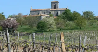 Circuit VTT des distilleries N18 Archiac Vignoble du Cognac Lonzac vignes 2